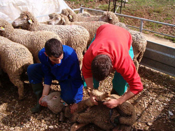 Ganaderos trabajando con sus ovejas
