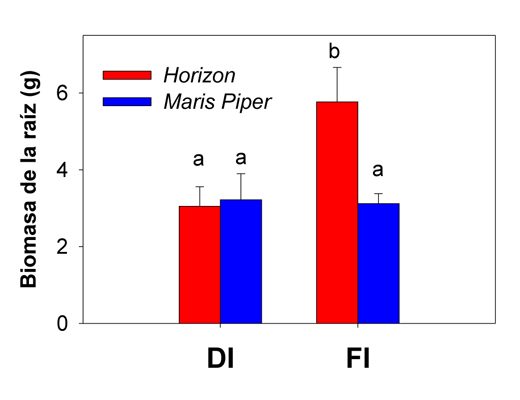 Figura 4: Biomasa de la raz al final del experimento de invernadero (n=4-6)...