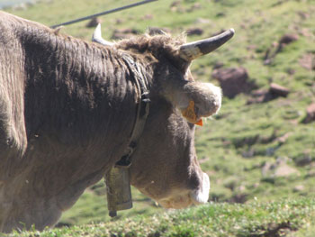 Censyra ha testado ms de 135 series de ganado bovino con 2.200 ejemplares de diferentes razas