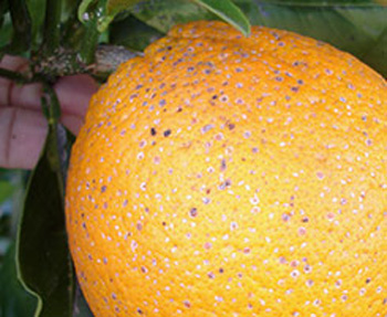 Una naranja afectada por los piojos rojos de california