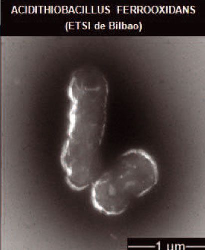 Figura 2. Observacin microscpica de la bacteria A.F.