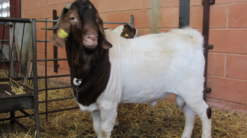 La raza caprina Boer es considerada una de las mayores productoras de carne