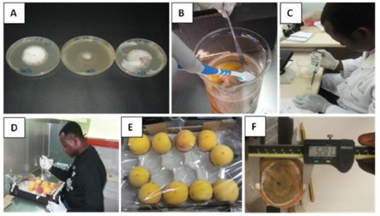 Figura 3: A: Monilinia laxa en placas Petri en PDA; B: recuperacin de las esporas del fruto; C: cuantificacin de la suspensin de esporas; D...