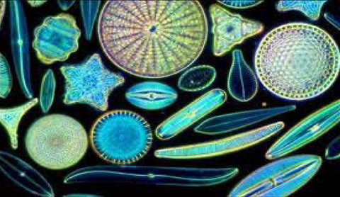 Diversos tipo de Diatomeas de los miles existentes