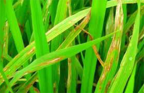 SilyCal-Flow (WP) combate la enfermedad de 'Pyricularia oryzae' en arroz