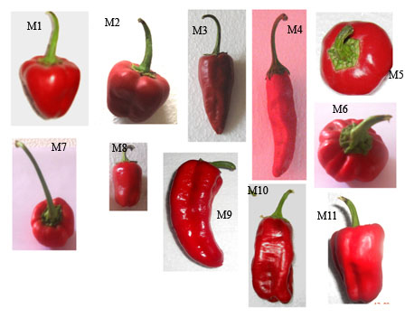 Fig.1: Se identificaron 11 morfotipos diferentes de pimentn que se caracterizan por una alta variabilidad morfolgica