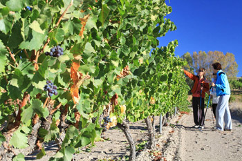 La Ruta de la Garnacha ha sido nombrada la 'Ruta del vino ms sostenible y socialmente responsable'