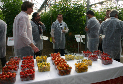 Syngenta presenta un enorme potencial en nuevas variedades de tomates para snack