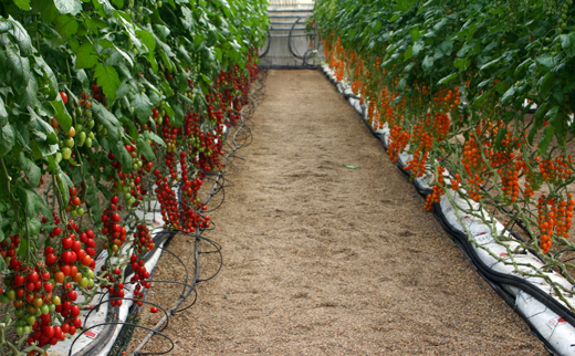 Centro de mejora de Syngenta en Almera con variedades de tomate para snack