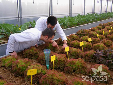 La eficacia de los tratamientos Seipasa se certifica mediante ensayos de laboratorio, invernadero y campo