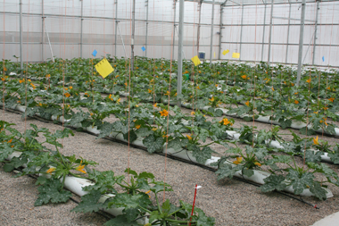 17 commercial varieties of courgette analysed during the study