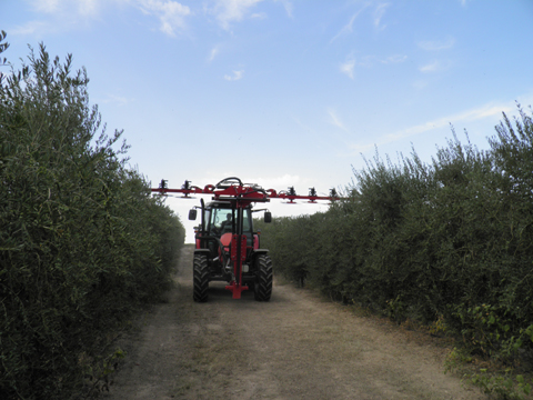 Prepodadora de olivo y frutal con doble barra de corte colocadas sobre un bastidor trabajando a ambos lados del tractor