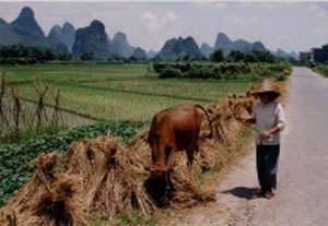 La plataforma mvil servir de formacin para ms de 1.300.000 mdicos rurales de China