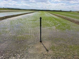 Figura 5. Nodo sensor de salinidad del agua en un arrozal. La clula donde se mide la conductividad elctrica est a ras de suelo...