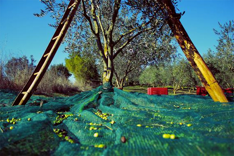 La cultura de la oliva ha desempeado un papel histricamente muy importante en el desarrollo rural de Espaa. Foto: Florian Rieder...