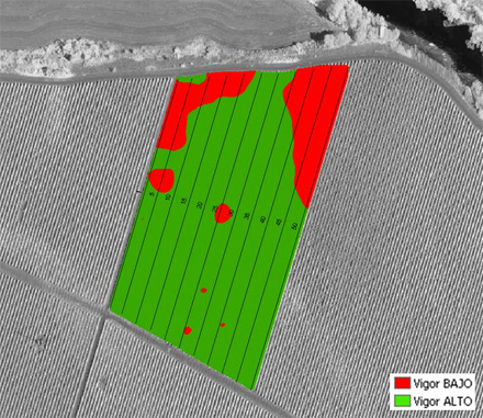 Map of zoning of a plot: zones of high or low vegetative vigour and rows of vineyards numbered