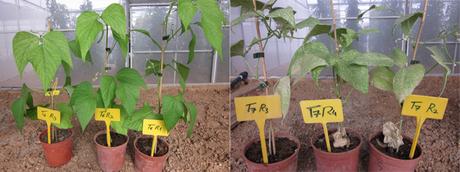 Figura 3 y 4: A la izquierda conjunto de plantas tratadas con el extracto proteico de estudio (T6...
