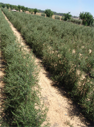 Plantacin olivar en seto en Finca La Orden, variedad arbequina
