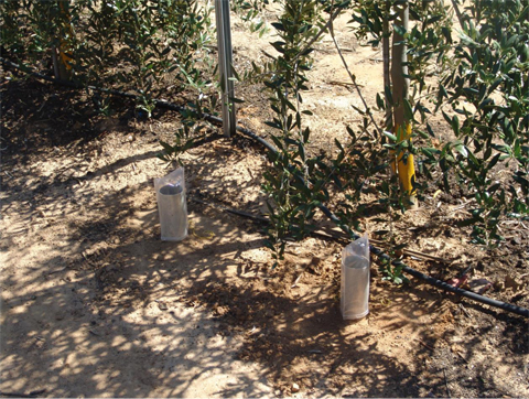 Tubos de sonda para medir la humedad del suelo en plantacin de riego en seto