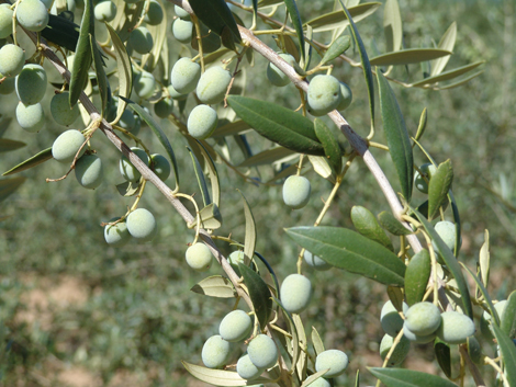 Carga de aceitunas de olivares en seto, var. arbequina