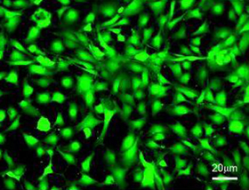 Osteoblastos de ratn creciendo sobre matrices 3D desarrolladas a partir de residuos de la industria alimentaria...