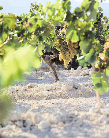 Tierra albariza en primer plano con cepa de uva palomino. Foto: Consejo Regulador Denominacin de Origen Jerez-Xrs-Sherry...