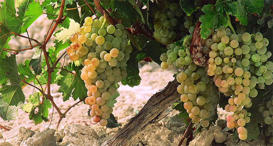 Racimos de uva Pedro Ximnez. Foto: Consejo Regulador Denominacin de Origen Jerez-Xrs-Sherry