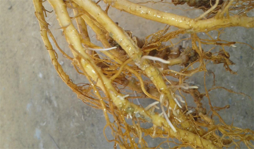 Sistema radicular de pepino afectado por nematodos. Emitiendo nuevas raicillas dos semanas despus de la aplicacin de Seiland...