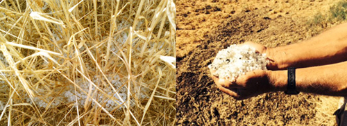 Efecto del granizo en algunas hectreas de cultivo