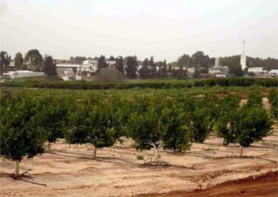 Parcela con naranjas amargas plantadas, en Kibbutz Naan (Israel)