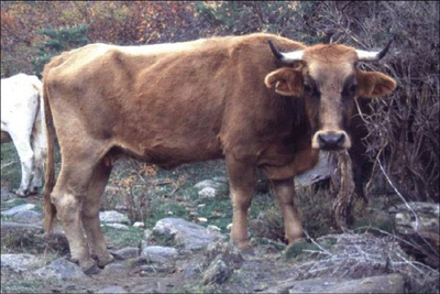 Vaca Pajuna