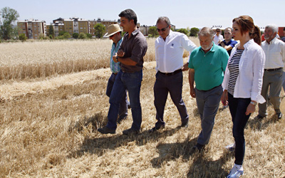 La consejera de Agricultura y Ganadera, Silvia Clemente, durante su visita a las parcelas de cereal de Palencia