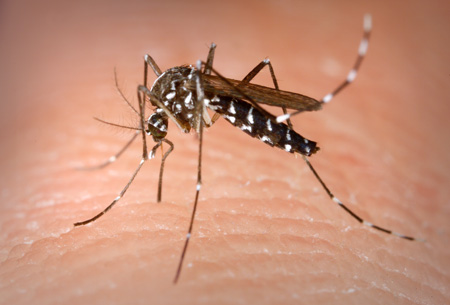 El mosquito tigre (Aedes albopictus) se detect por primera vez en 2004 en Sant Cugat del Valls (Barcelona)