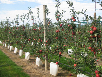 Ejemplo de la nueva tcnica de produccin de la pared de manzanas