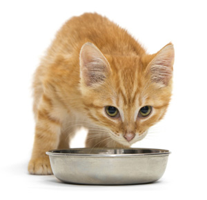 Incrementar de bebederos hace aumentar consumo de agua gatos - Mascotas