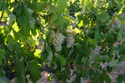 Vendimia de uva blanca