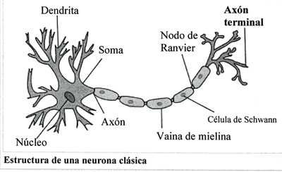 Fig.5 Dendrita, ncleo y axn, los 3 componentes de la neurona