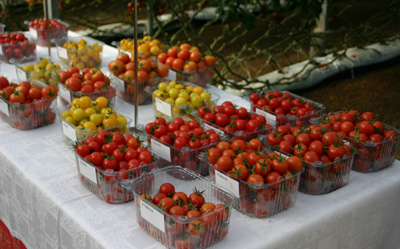 Variedades de tomate para snack de Syngenta