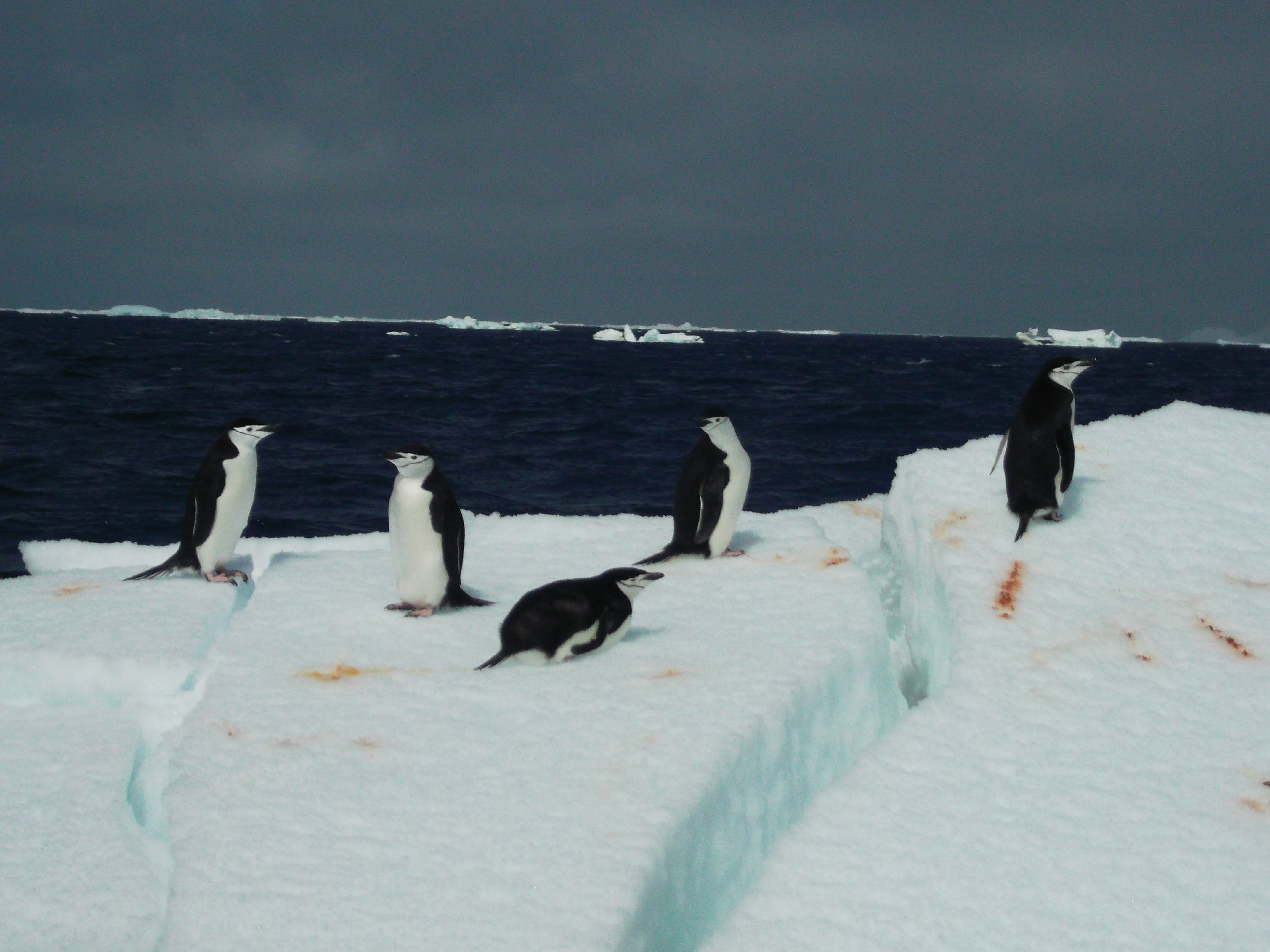 pinguinos