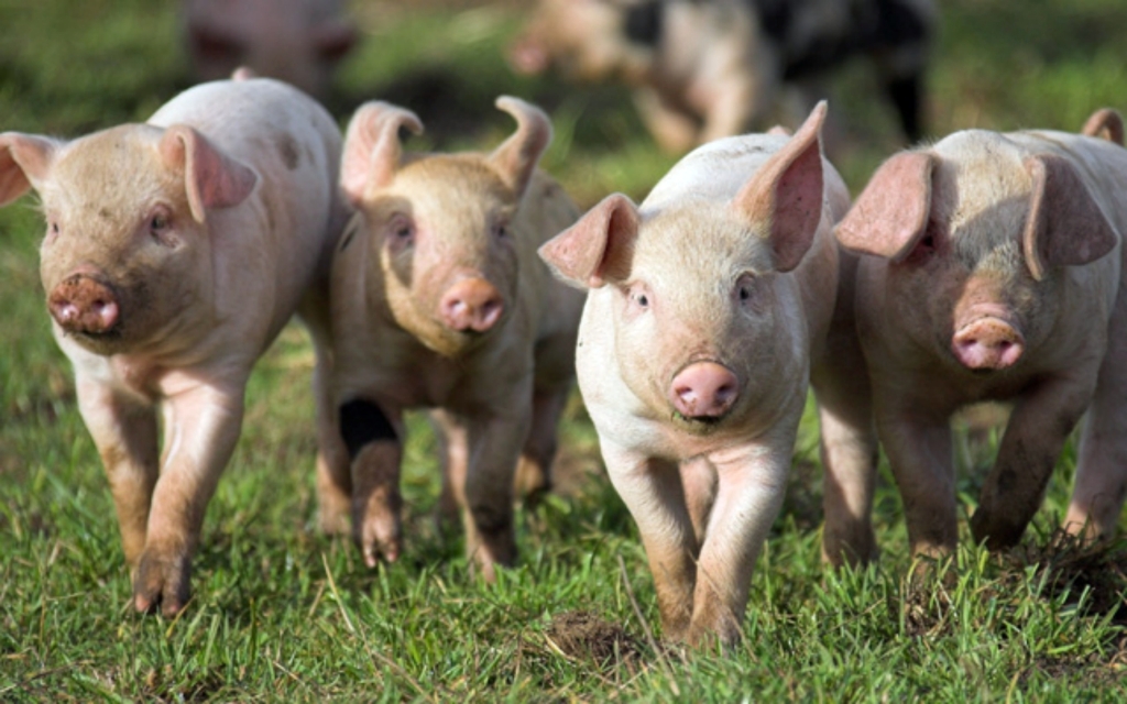 La listeria, abundante en el medio ambiente, est en la cadena alimentaria desde el campo a la mesa del consumidor