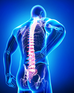 La columna vertebral, eje que sostiene el sistema msculo-esqueltico, se ve sometida a importantes esfuerzos 