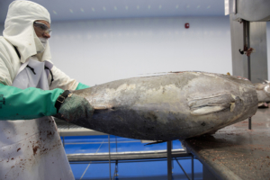A worker cuts a frozen tuna using a bandsaw at the Grupo Pinsa SA processing plant in Mazatlan, Mexico, on Thursday, Sept. 29, 2015. In April the World Trade Organization (WTO) ruled that dolphin-safe labels for canned tuna discriminated against Mexico. The U.S. has appealed the ruling and a final decision is expected later this year. Photographer: Susana Gonzalez/Bloomberg