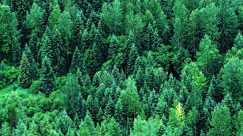 Los árboles y los bosques están aprendiendo a adaptarse a los efectos del  cambio climático, según un estudio internacional - Grandes cultivos