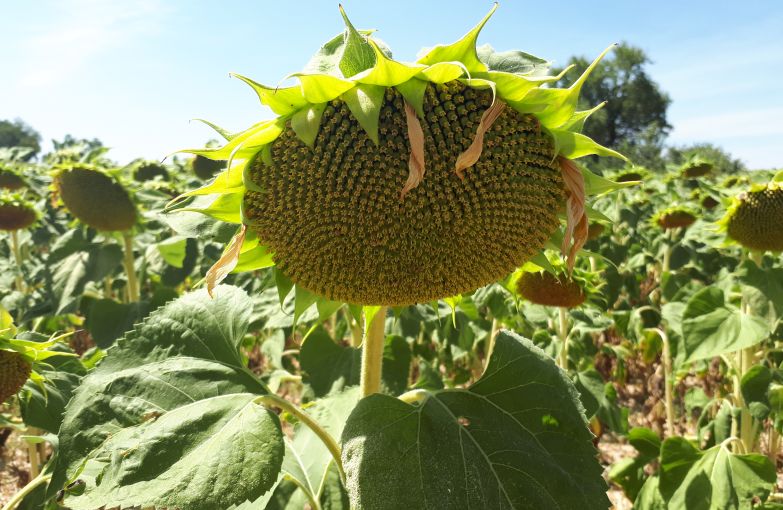 Lonja de Barcelona: Caen la colza y el girasol y siguen los recortes de  precios del maíz y el trigo forrajero - Grandes cultivos