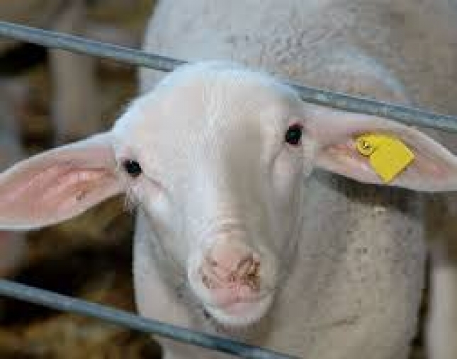 CorSevilla renueva su centro de tipificacin de corderos para mejorar el bienestar y reducir antibiticos