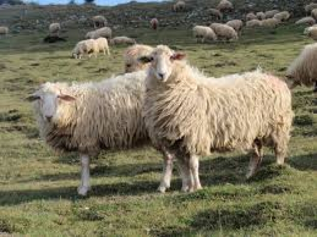 El sistema estacional del ovino lechero vasco reduce su produccin en un 91% de abril a agosto
