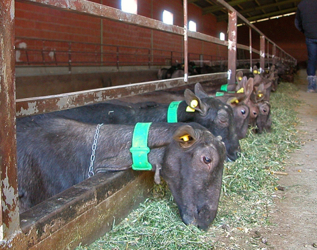 La produccin de leche de cabra desciende un 5,9% interanual en el mes de mayo