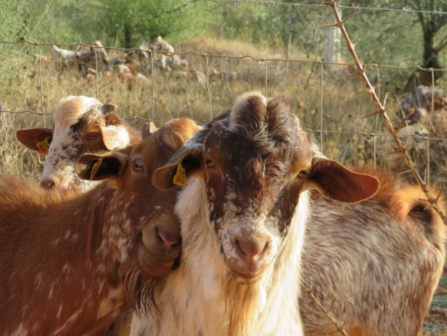 Cuatro cooperativas de ovino y caprino son reconocidas como Entidades Asociativas Prioritarias