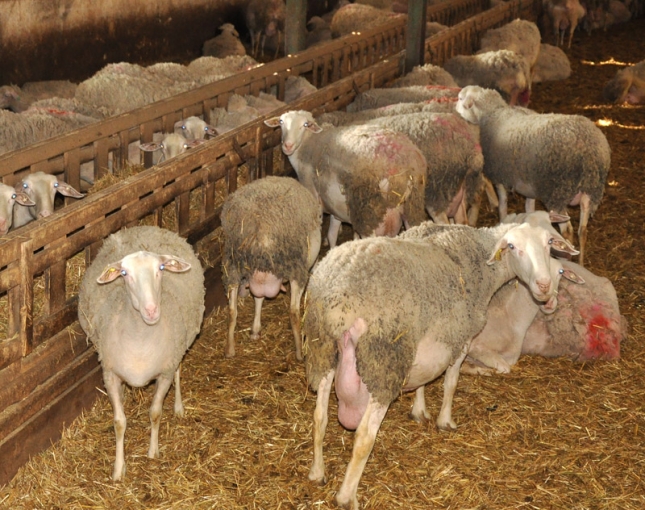 Las ovejas de desvieje incrementan su cotizacin en un 40% respecto al pasado ejercicio