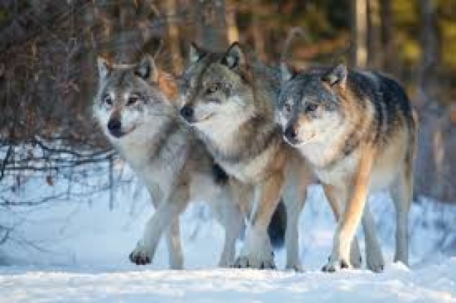 La Junta de Castilla y Len calcula que vila tiene 13 manadas de lobos y Salamanca tres
